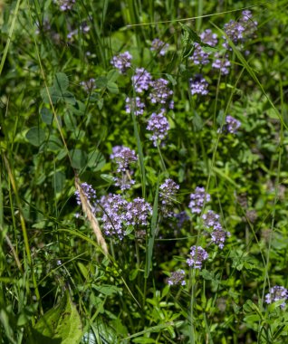 Vahşi kekik (Thymus serpilllum) Breckland kekik ya da çayırda çiçek açan sürünen kekik olarak da bilinir..