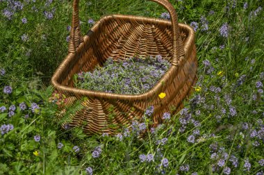 Vahşi kekik (Thymus serpilllum) ayrıca Breckland kekik ya da sepette sürünen kekik olarak da bilinir..