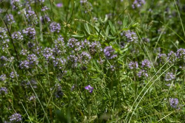 Vahşi kekik (Thymus serpilllum) Breckland kekik ya da çayırda çiçek açan sürünen kekik olarak da bilinir..