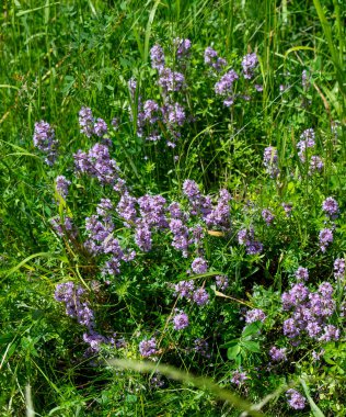 Vahşi kekik (Thymus serpilllum) Breckland kekik ya da çayırda çiçek açan sürünen kekik olarak da bilinir..