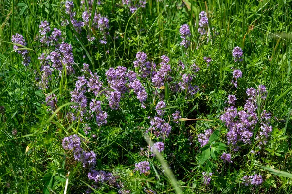 Vahşi kekik (Thymus serpilllum) Breckland kekik ya da çayırda çiçek açan sürünen kekik olarak da bilinir..