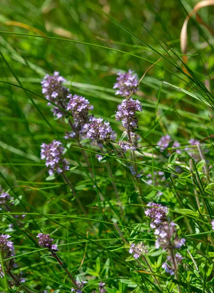 Vahşi kekik (Thymus serpilllum) Breckland kekik ya da çayırda çiçek açan sürünen kekik olarak da bilinir..
