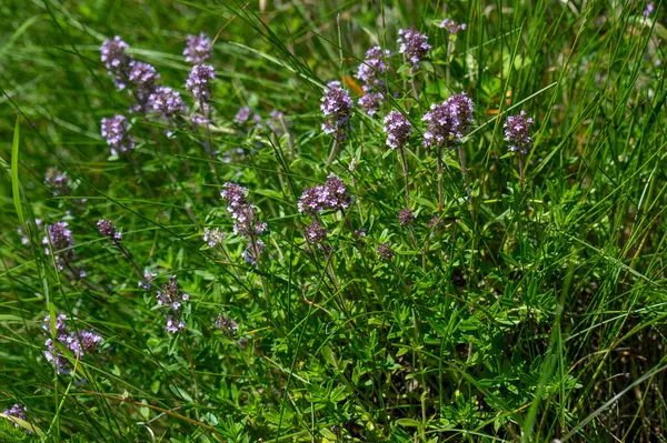 Vahşi kekik (Thymus serpilllum) Breckland kekik ya da çayırda çiçek açan sürünen kekik olarak da bilinir..