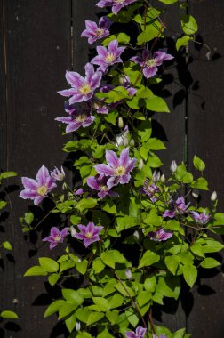 Bahçede çiçek açan mor akasma çiçekler.