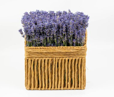 Beyaz arka planda izole edilmiş dikdörtgen hasır sepetinde taze lavanta çiçekleri..