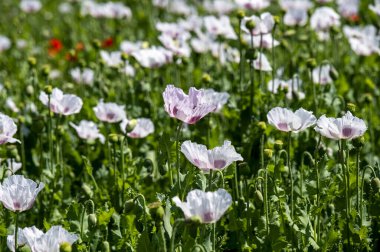 Çiçekli beyaz haşhaş tohumu çiçekleri (Papaver somniferum). Afyon tarlası ya da haşhaş tohumu tarlası.