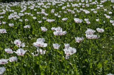 Çiçekli beyaz haşhaş tohumu çiçekleri (Papaver somniferum). Afyon tarlası ya da haşhaş tohumu tarlası.