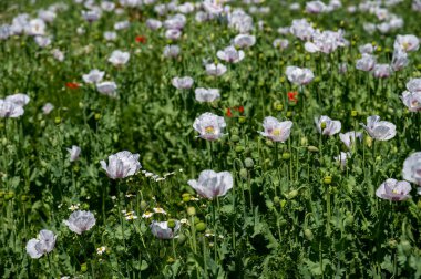 Çiçekli beyaz haşhaş tohumu çiçekleri (Papaver somniferum). Afyon tarlası ya da haşhaş tohumu tarlası.
