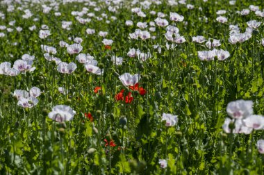 Çiçekli beyaz haşhaş tohumu çiçekleri (Papaver somniferum). Afyon tarlası ya da haşhaş tohumu tarlası.