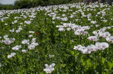 Çiçekli beyaz haşhaş tohumu çiçekleri (Papaver somniferum). Afyon tarlası ya da haşhaş tohumu tarlası.