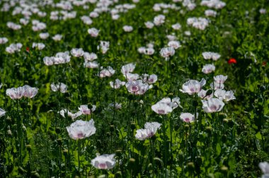 Çiçekli beyaz haşhaş tohumu çiçekleri (Papaver somniferum). Afyon tarlası ya da haşhaş tohumu tarlası.