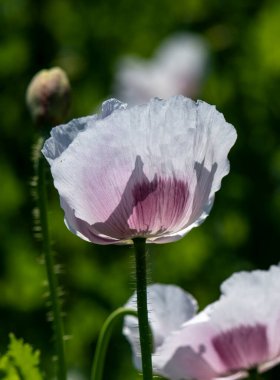Çiçekli beyaz haşhaş tohumu çiçekleri (Papaver somniferum). Afyon tarlası ya da haşhaş tohumu tarlası.