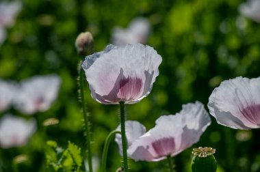 Çiçekli beyaz haşhaş tohumu çiçekleri (Papaver somniferum). Afyon tarlası ya da haşhaş tohumu tarlası.