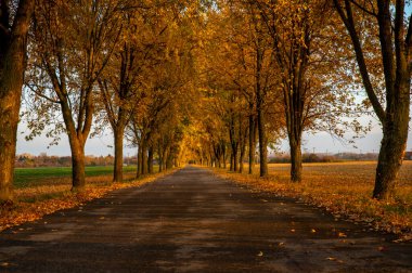 Autumn Yolu. Sonbahar sezonu geçmişi. Ağaçlar yol üzerinde bir ağaç tüneli oluşturuyor..