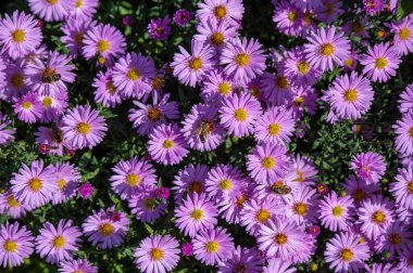 Sonbaharda bahçedeki gür pembe paskalya çiçek tarhı.