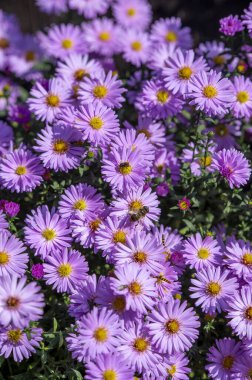 Sonbaharda bahçedeki gür pembe paskalya çiçek tarhı.