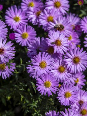 Sonbaharda bahçedeki gür pembe paskalya çiçek tarhı.