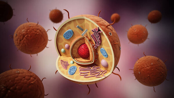 Animal cell structure. 3D illustration.