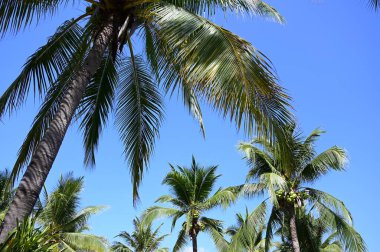 coconut trees on beach, natural background