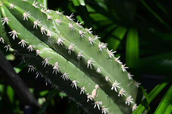 Prachtige Cactus Tuin — Stockfoto