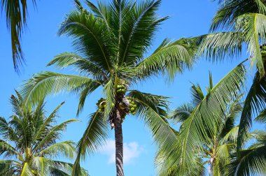 coconut trees on beach, natural background