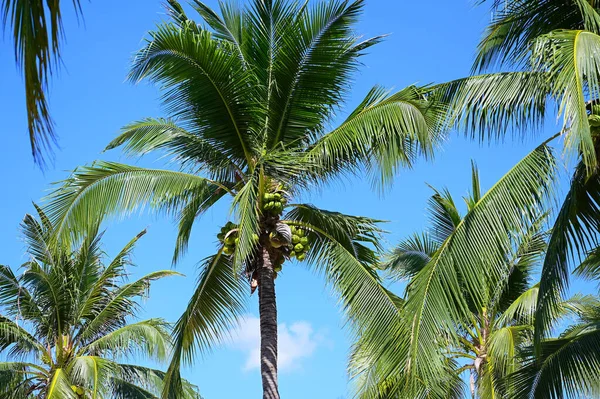 stock image coconut trees on beach, natural background