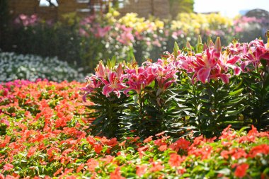 Bahçede güzel pembe zambak, doğal arka plan.