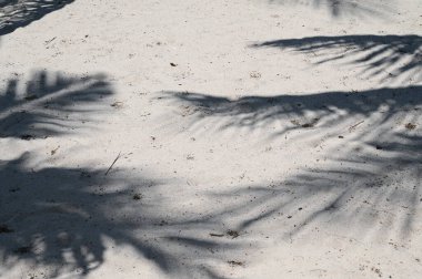 Hindistan cevizi ağacının kumdaki gölgesi