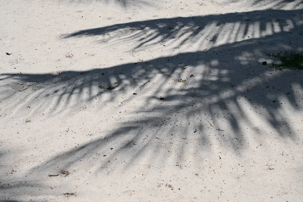 shadow of coconut tree on sand floor