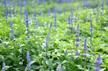 güzel lavanta tarlası, doğal arka plan