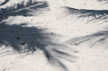 Hindistan cevizi ağacının kumdaki gölgesi