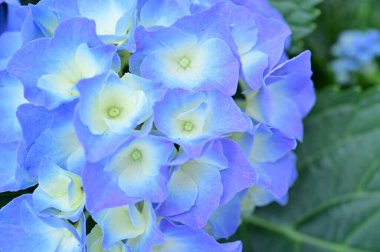 beautiful puple hydrangea flower in the garden, nature background