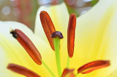 closeup beautiful yellow lily flower in the garden, nature background