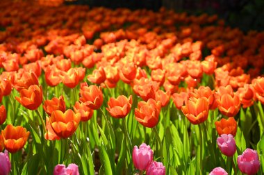 Bahçede güzel turuncu lale, doğal arka plan.