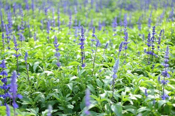 güzel lavanta tarlası, doğal arka plan