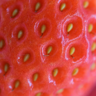 closeup beautiful fresh red strawberry, texture skin of fruit