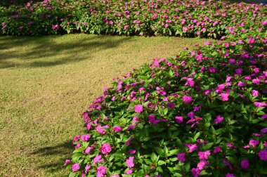 Bahçedeki güzel çiçek ve yeşil çimenler