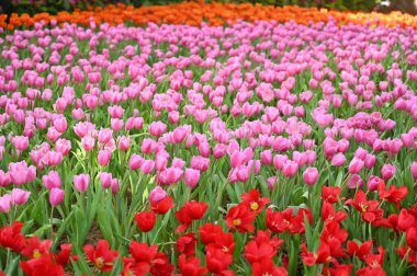 Bahçede güzel pembe ve kırmızı lale