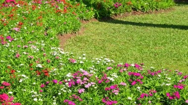 Bahçedeki güzel çiçek ve yeşil çimenler