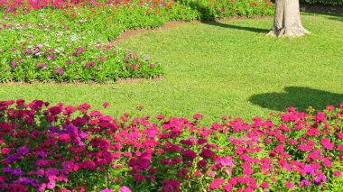 Bahçedeki güzel çiçek ve yeşil çimenler
