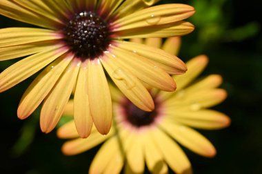 Güzel sarı gerbera Çiçek bahçesinde