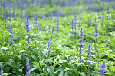 güzel lavanta tarlası, doğal arka plan