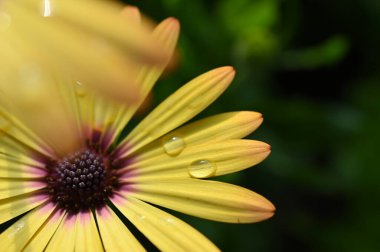 Güzel sarı gerbera Çiçek bahçesinde