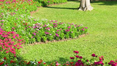 Bahçedeki güzel çiçek ve yeşil çimenler