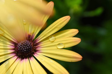 Güzel sarı gerbera Çiçek bahçesinde