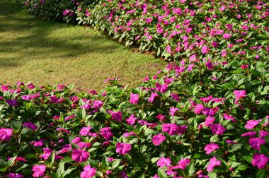 Bahçedeki güzel çiçek ve yeşil çimenler