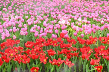 beautiful red and pink tulip in the garden, natural background