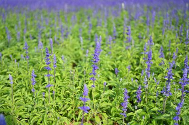 güzel lavanta tarlası, doğal arka plan