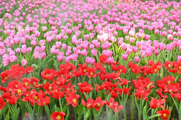 Beautiful Red Pink Tulip Garden Natural Background — Zdjęcie stockowe
