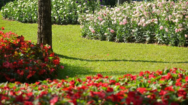 庭の美しい花と緑の草 — ストック写真